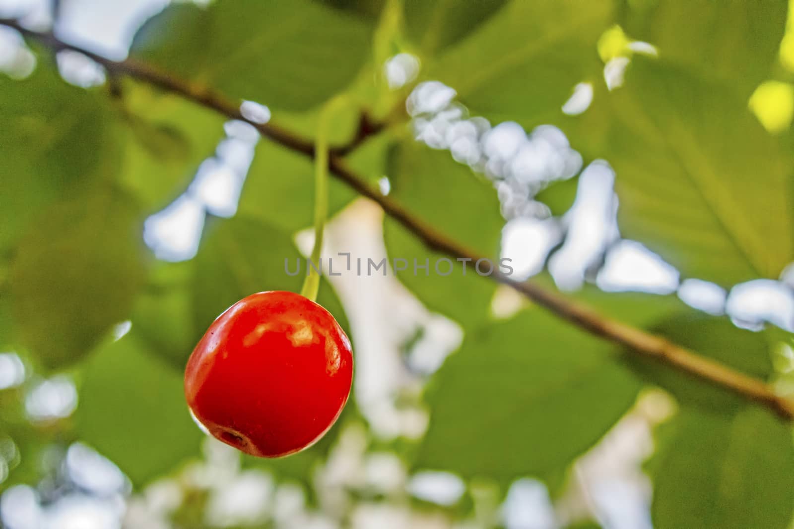 red sour cherries on a branch
