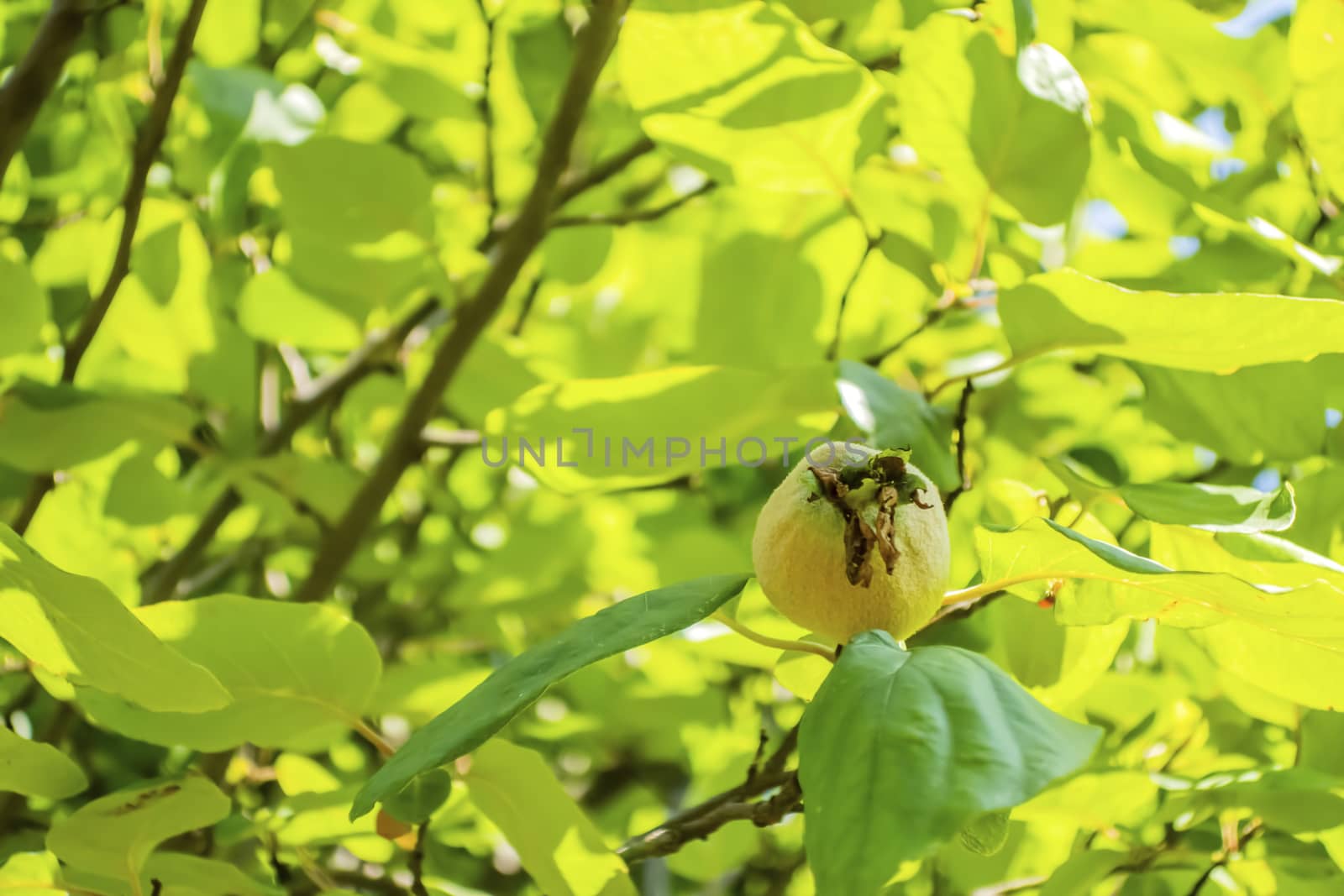 quince tree and fruits in nature by yilmazsavaskandag