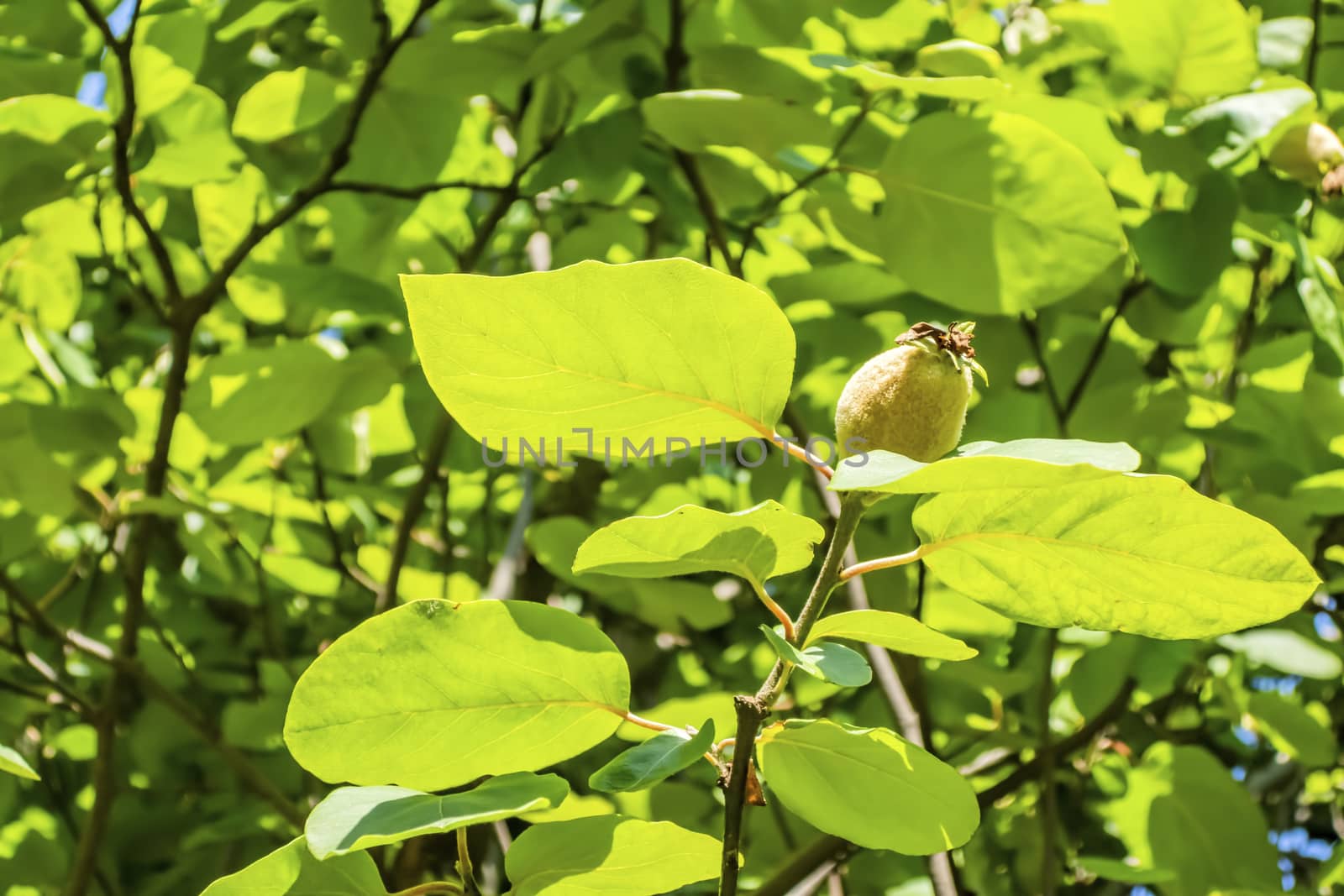 quince tree and fruits in nature by yilmazsavaskandag