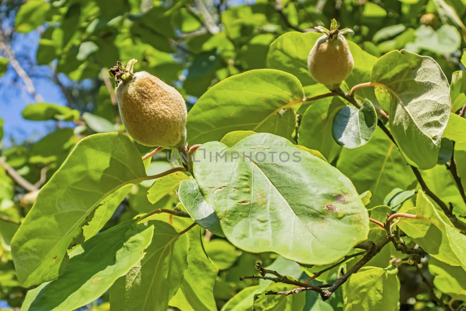 quince tree and fruits in nature