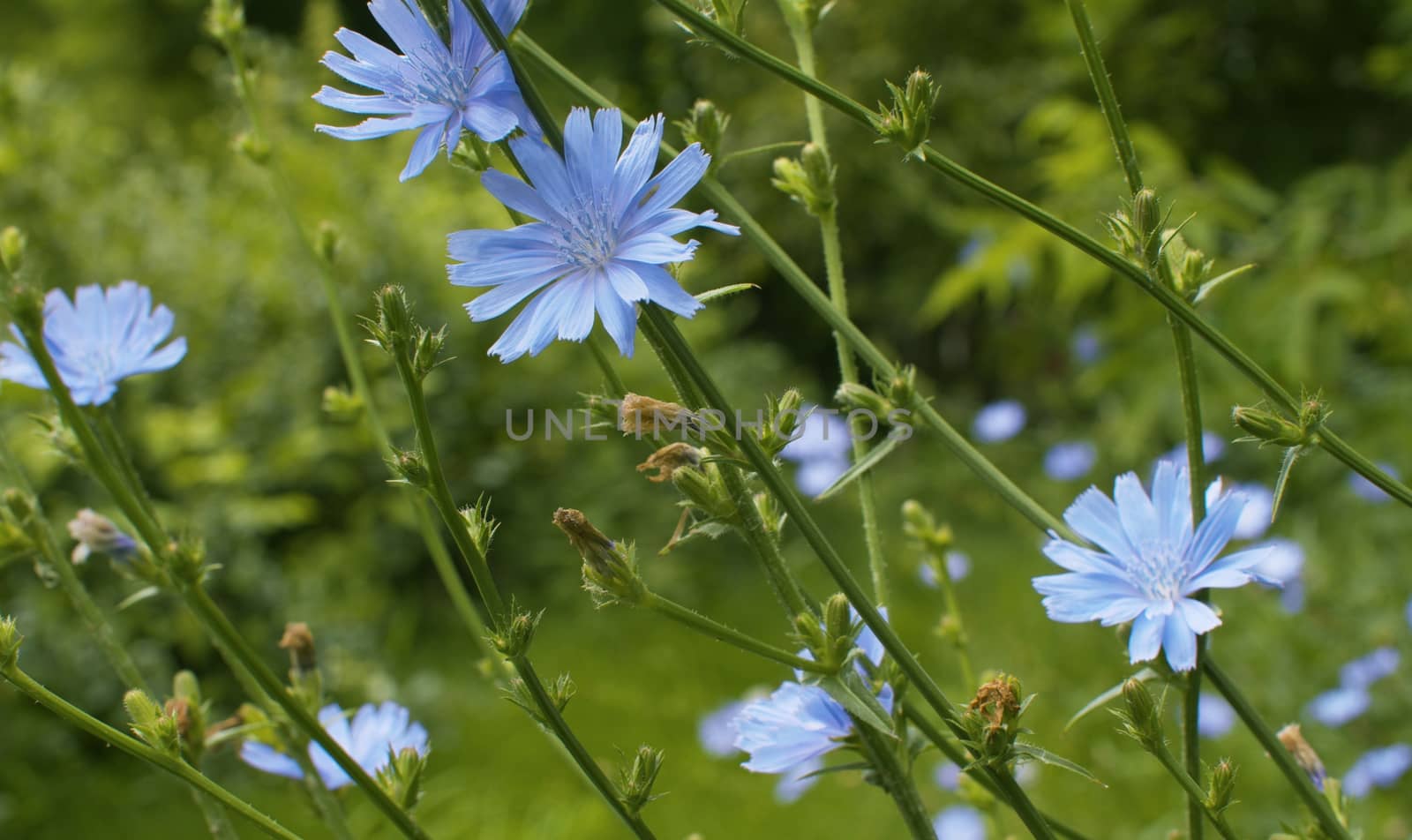 Close up view of blue chicory flower on the grass in the park. Macro shooting, camera slowly moving along the flowers. Seasonal scene. Natural background