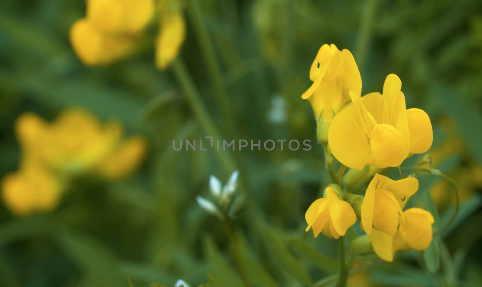Close up view of the beautiful yellow wildflowers on the meadow in summer sunny day. Seasonal scene, natural background