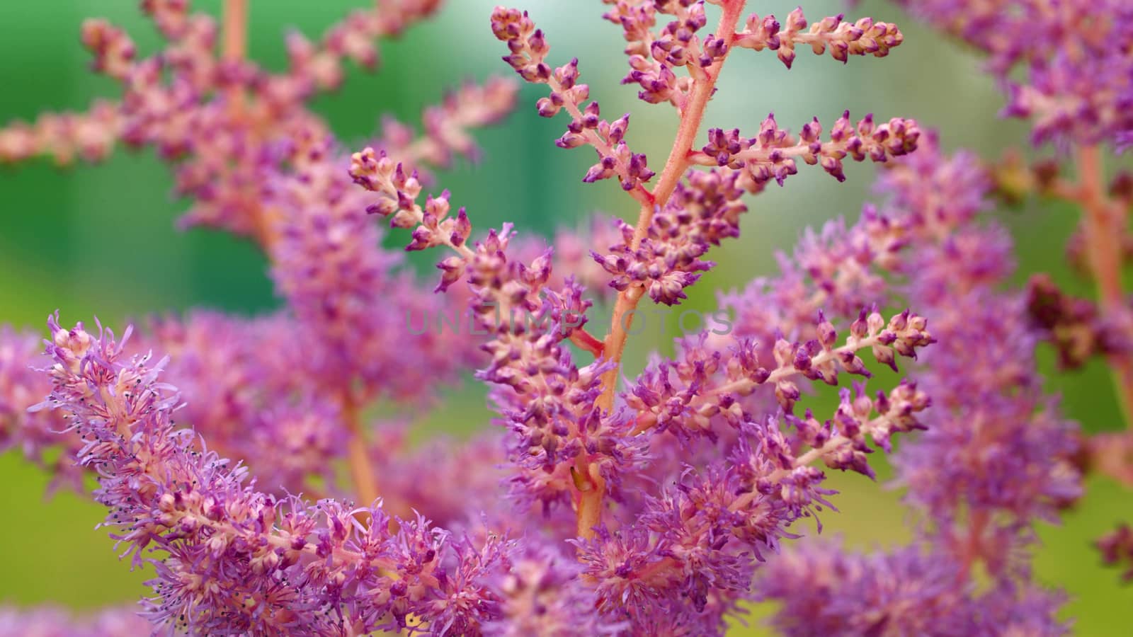 Close up of the beautiful pink inflorescences in the garden in summer. Macro shooting. Seasonal scene. Natural background