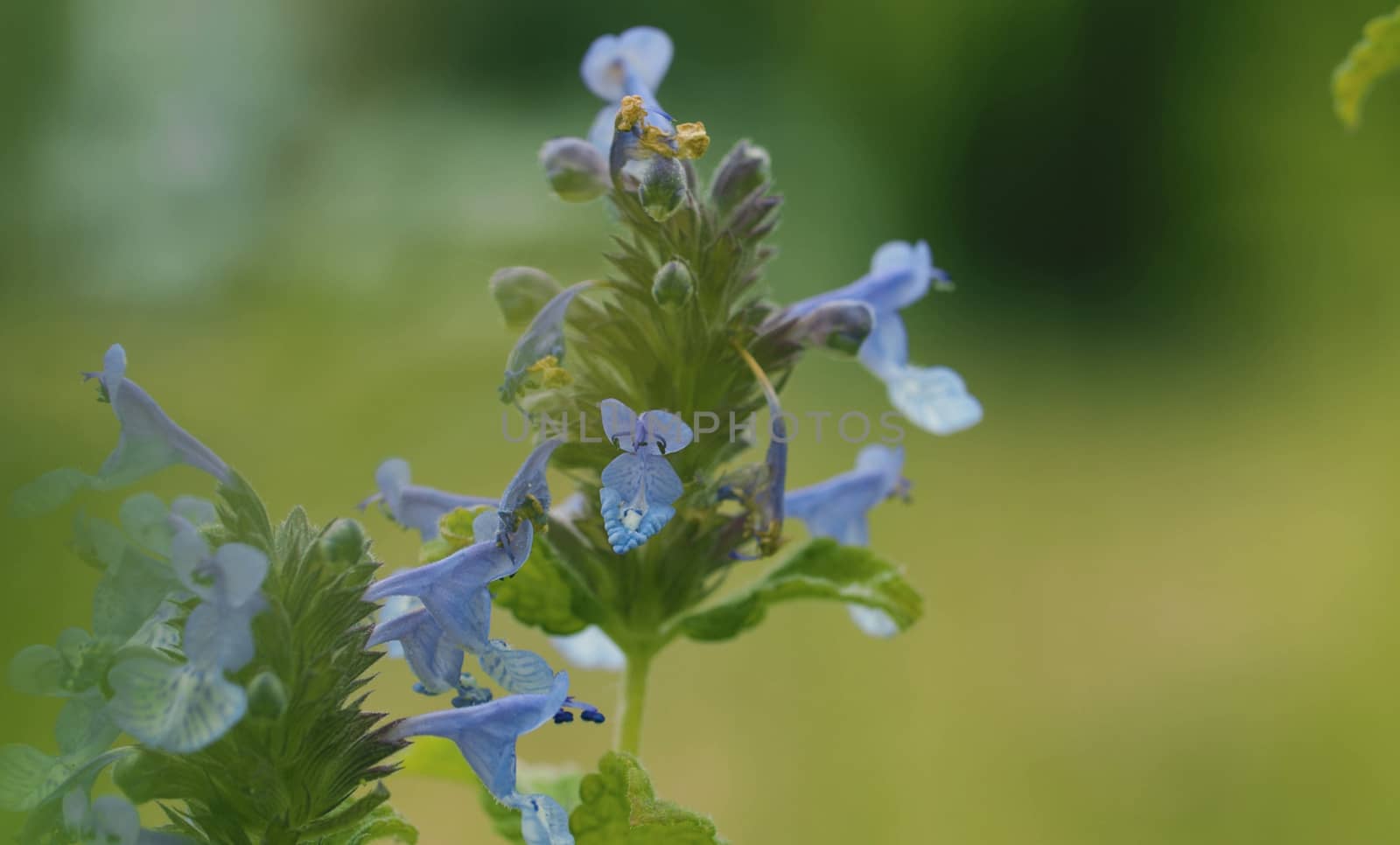 Close up of the beautiful blue wildflower in summer on the lawn. Macro shooting. Seasonal scene. Natural background