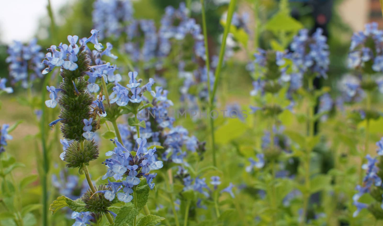 Close up of the blue wildflowers swaying in the wind in summer on the lawn. Macro shooting. Seasonal scene. Natural background