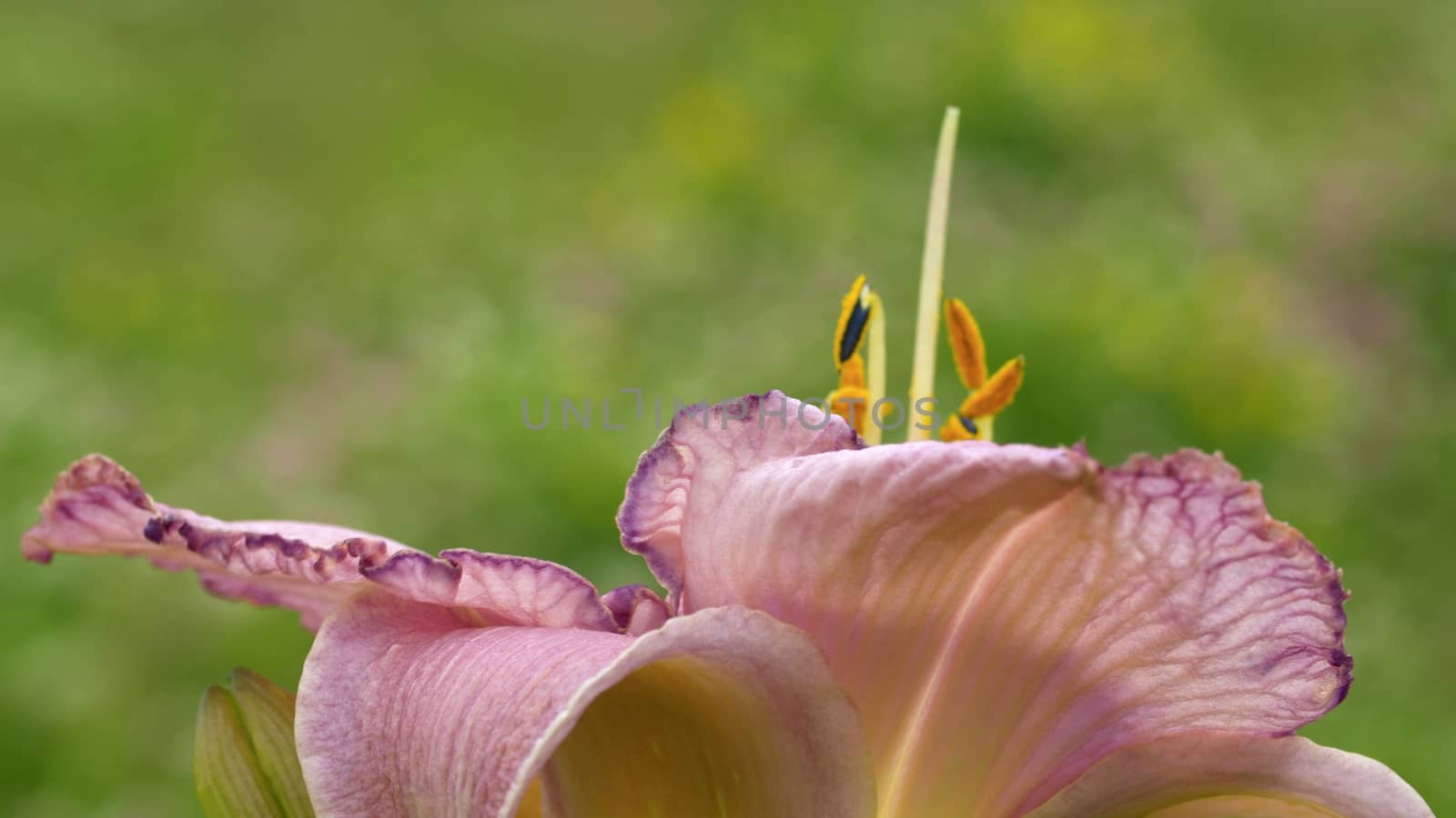 Close up view of the beautiful lily flower in summer on the blurred background. Macro shooting. Seasonal scene. Natural background
