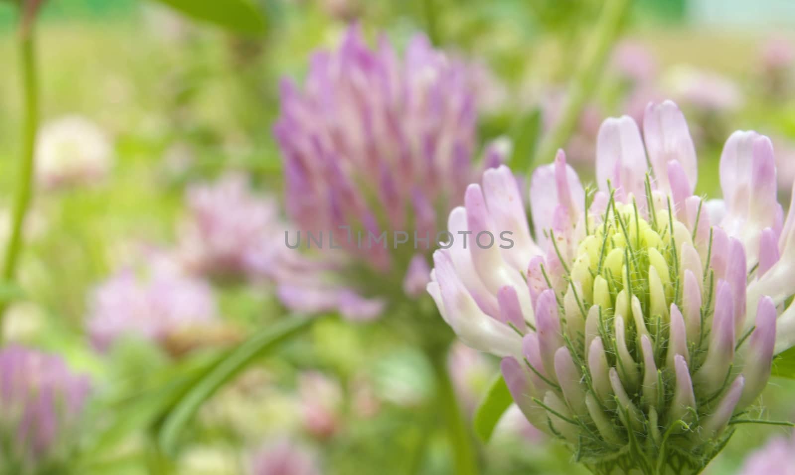 Close up of clovers flower at summer day on the meadow. Macro shooting. Natural background