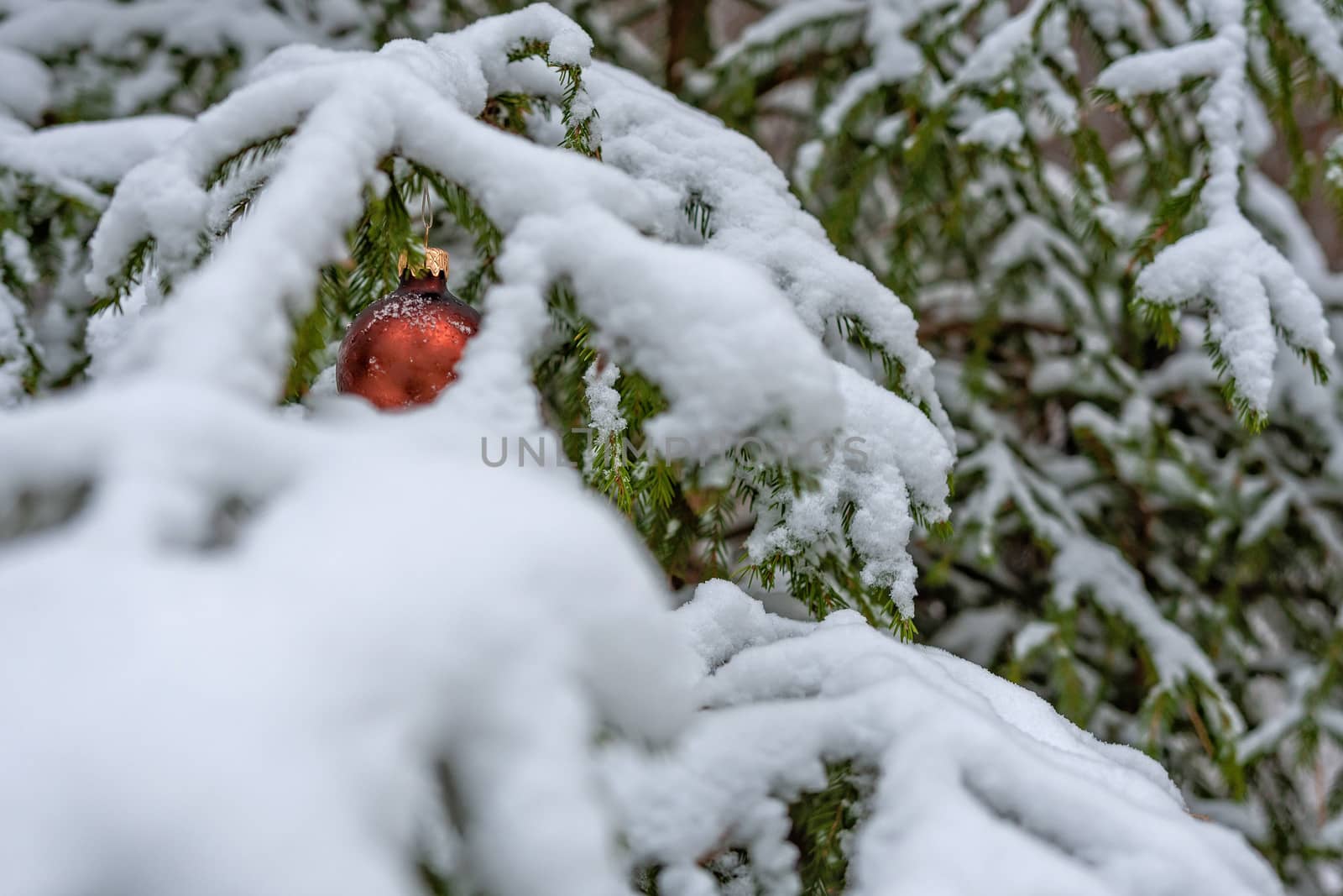 Red Christmas Ball on the snow covered Fir Branch