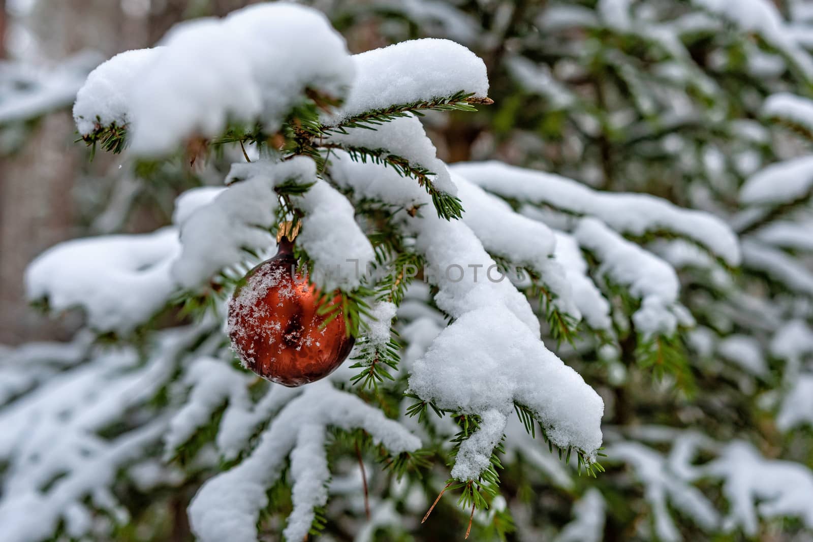 Red Christmas Ball on the snow covered Fir Branch