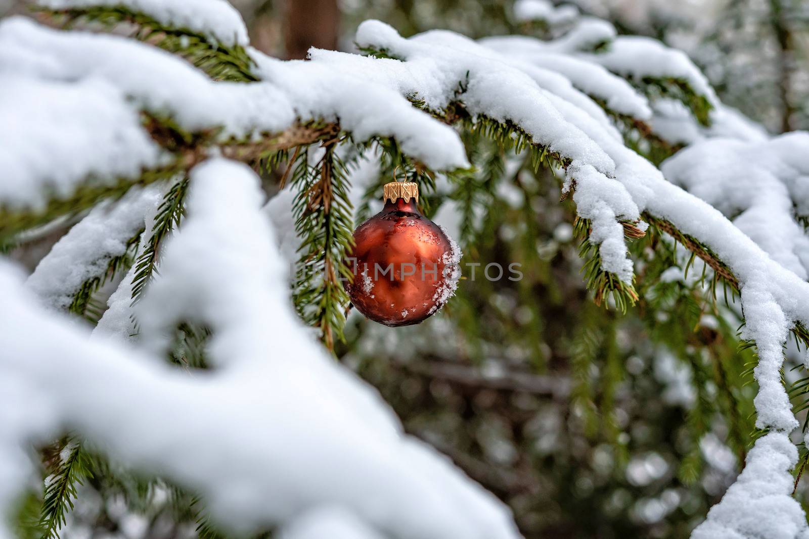 Red Christmas Ball on the snow covered Fir Branch