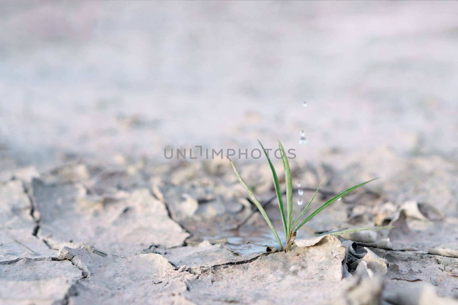 Watering  seedlings are growing from arid soil with morning sun is shining, concept of global warming.