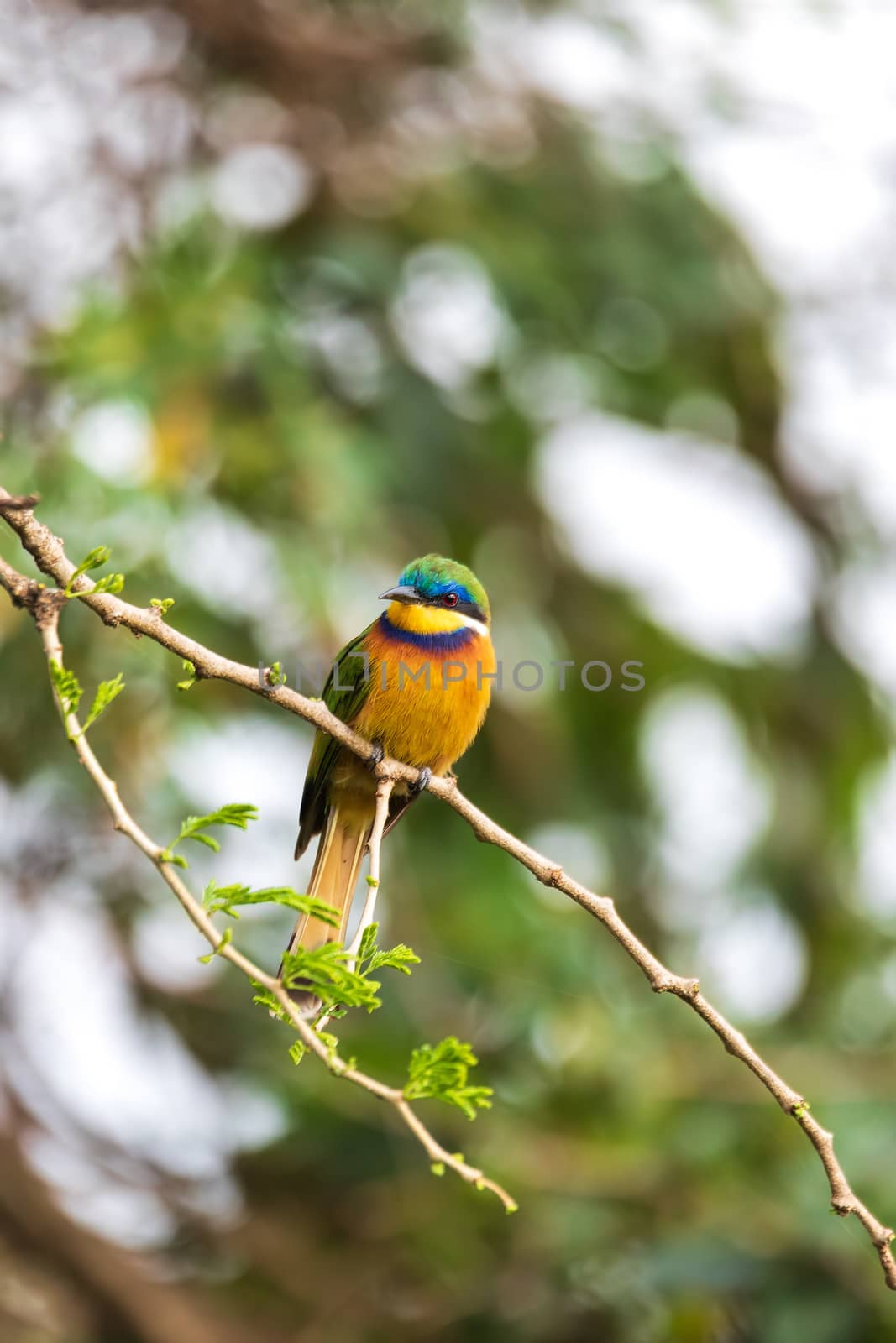 beautiful colored small bird Blue-breasted bee-eater (Merops variegatus) perched on tree, Ethiopia Africa wildlife