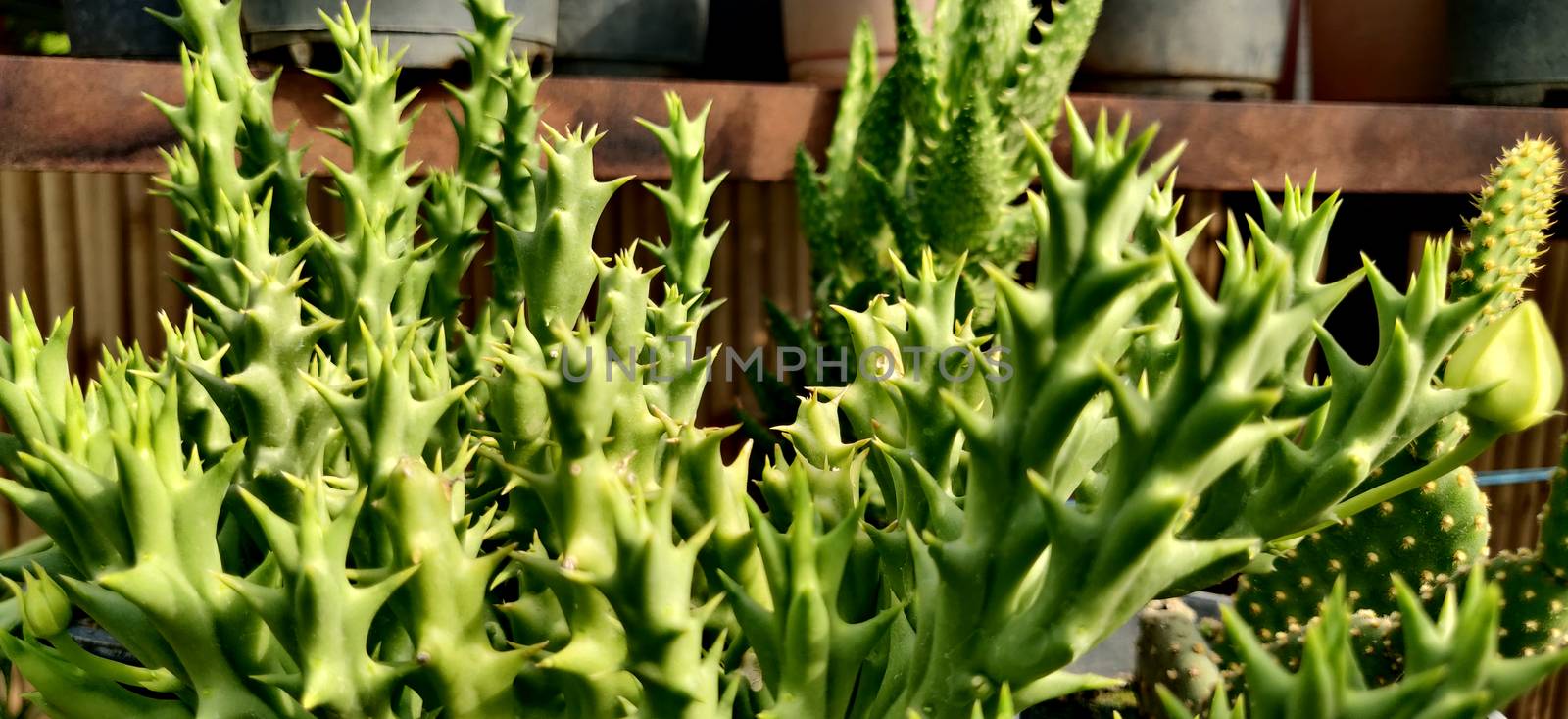 Green Stapelia succulent plant with thorns in nursery inside the plant nursery in New Delhi, India