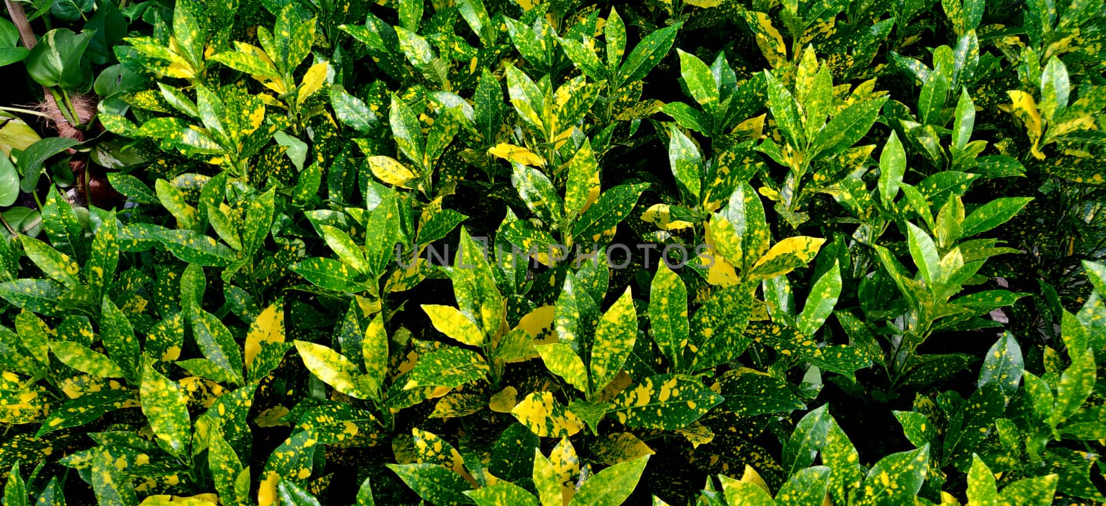 Green Garden corton, Japanese laurel plants of different shade inside the plant nursery in New Delhi, India