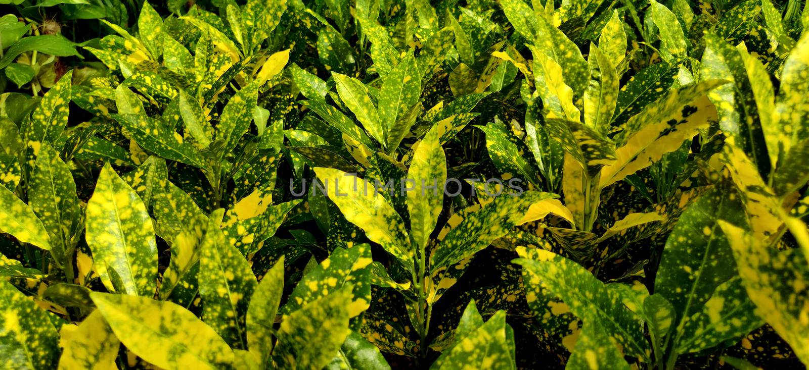 A close look at the Japanese laurel plants in a nursery inside the plant nursery in New Delhi, India