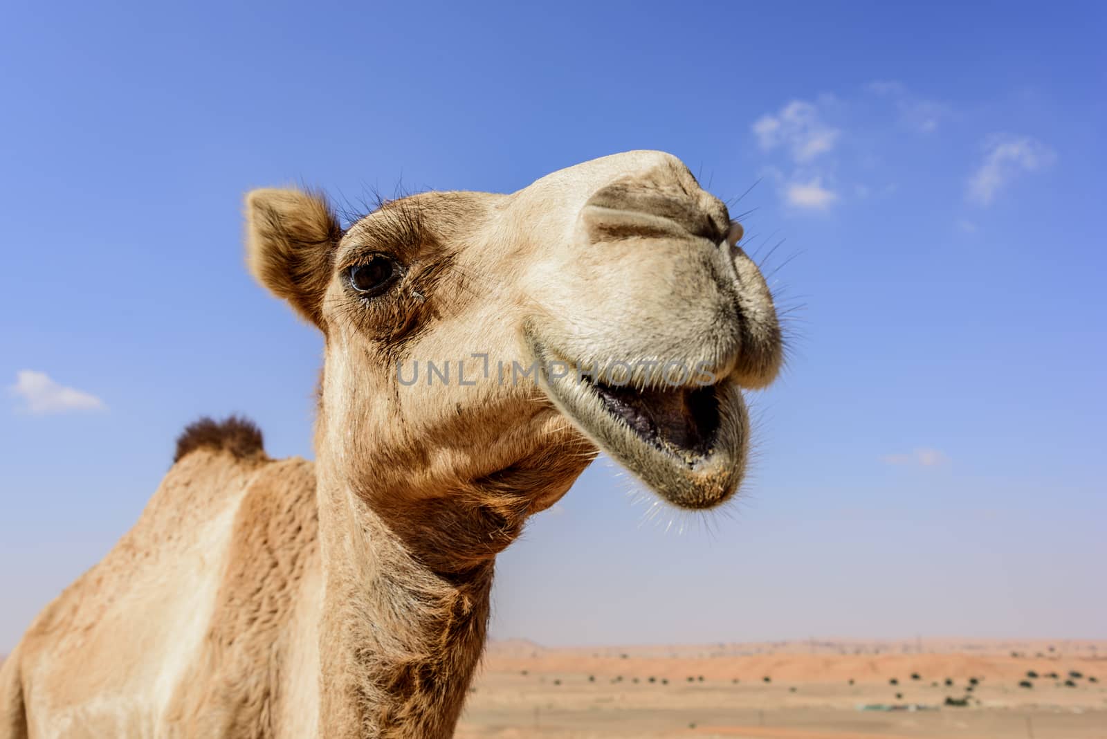 Close-up of Camel looking at the camera by GABIS