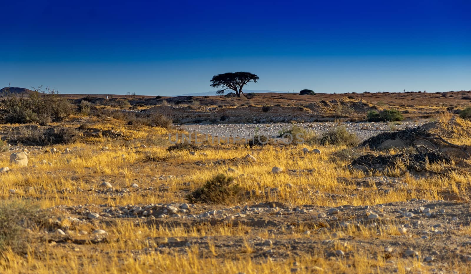 Alone tree in Israeli Negev desert landscape by javax