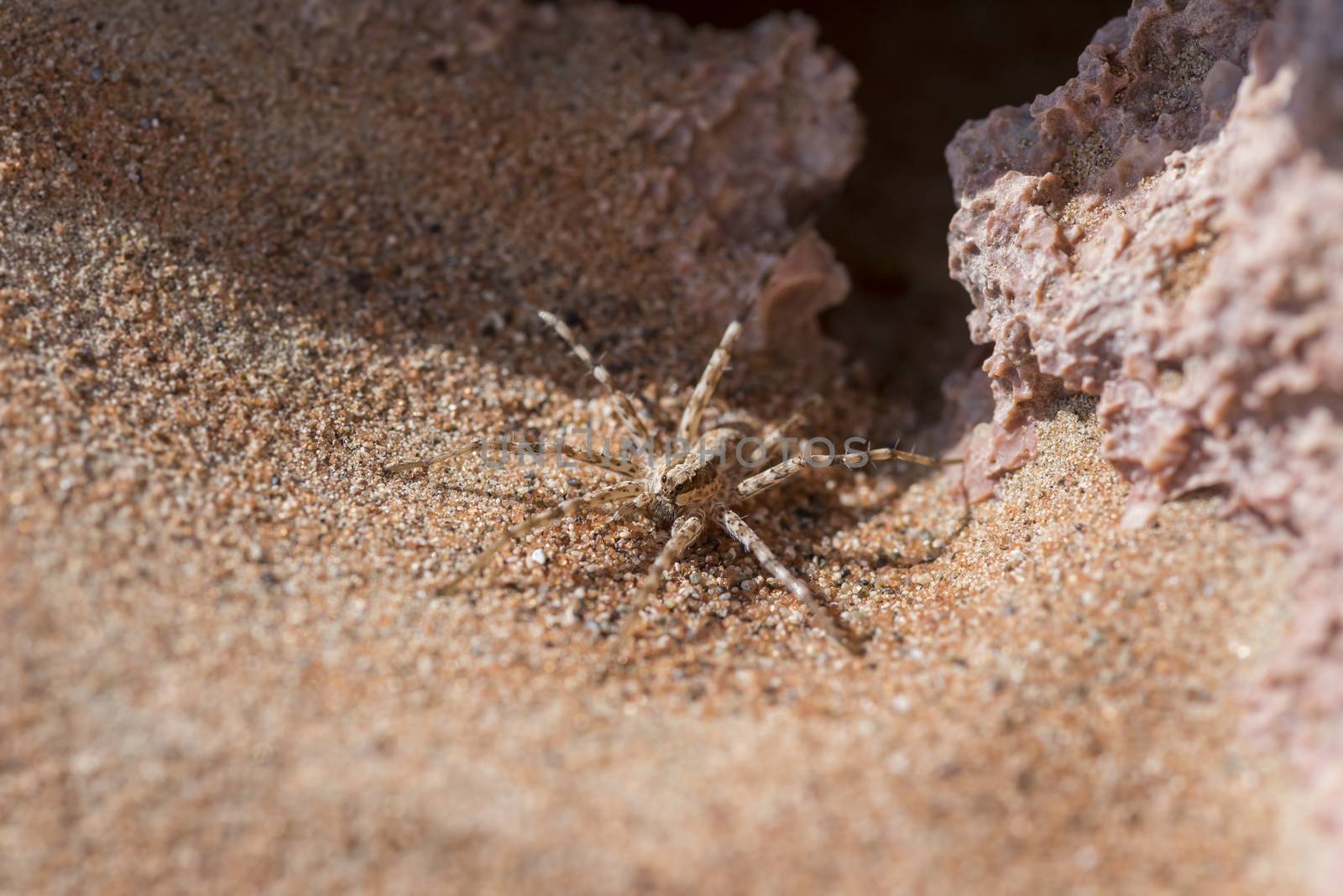 Wolf Spider in the desert, UAE by GABIS