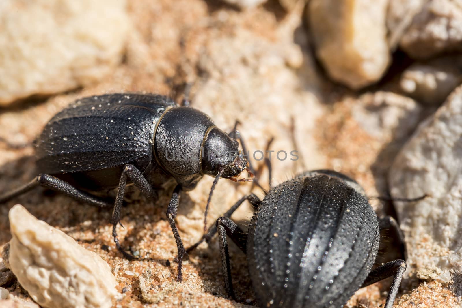 Scarab beetles in the rocks by GABIS