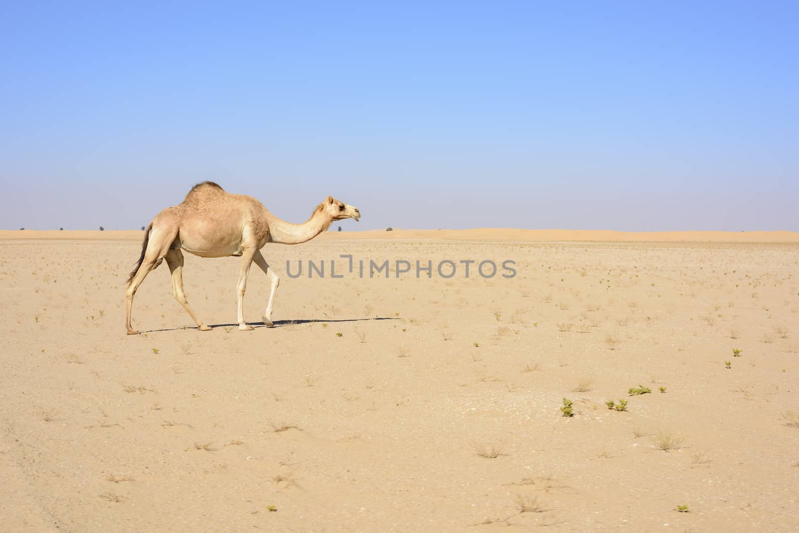 Camel walking in the Desert, Dubai Emirates, UAE by GABIS