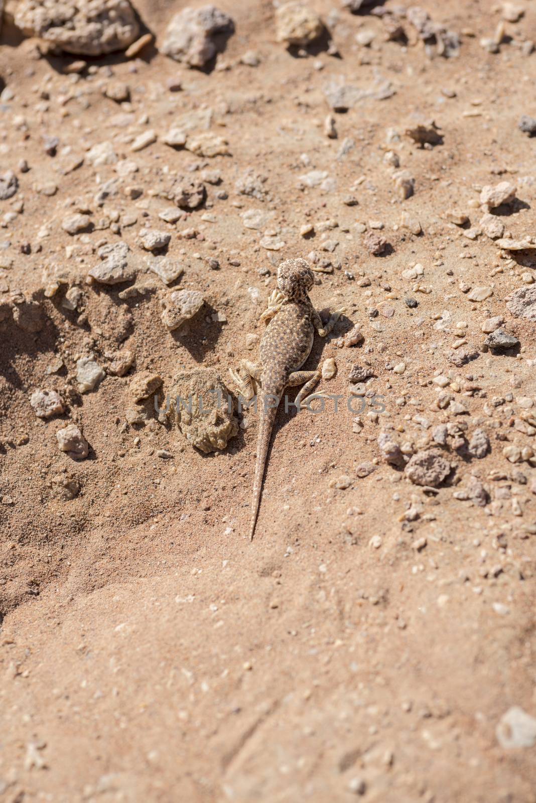 Close-up and top view of Arabian toad-headed agama (Phrynocephalus arabicus) in the Desert, surronded by sand and few small stones, Sharjah, UAE
