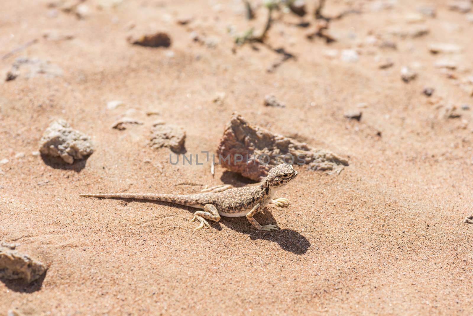 Close-up of Arabian toad-headed agama (Phrynocephalus arabicus) in the Desert, surrounded by sand and few small stones, Sharjah, UAE