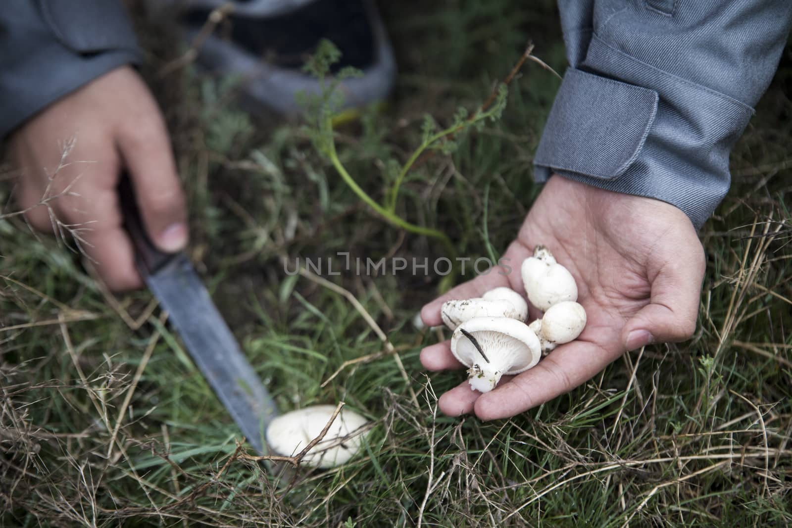 Man collecting mushrooms in field