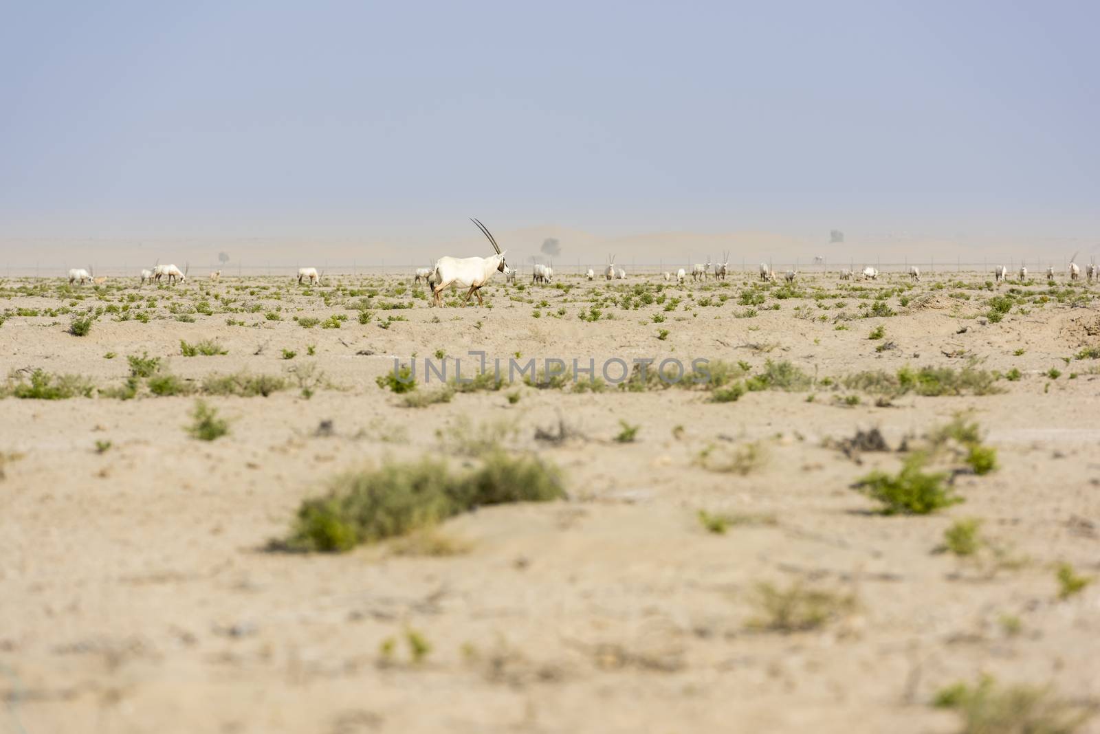 Group of Arabian oryx in a park near the Dubai bycicle track in the desert.