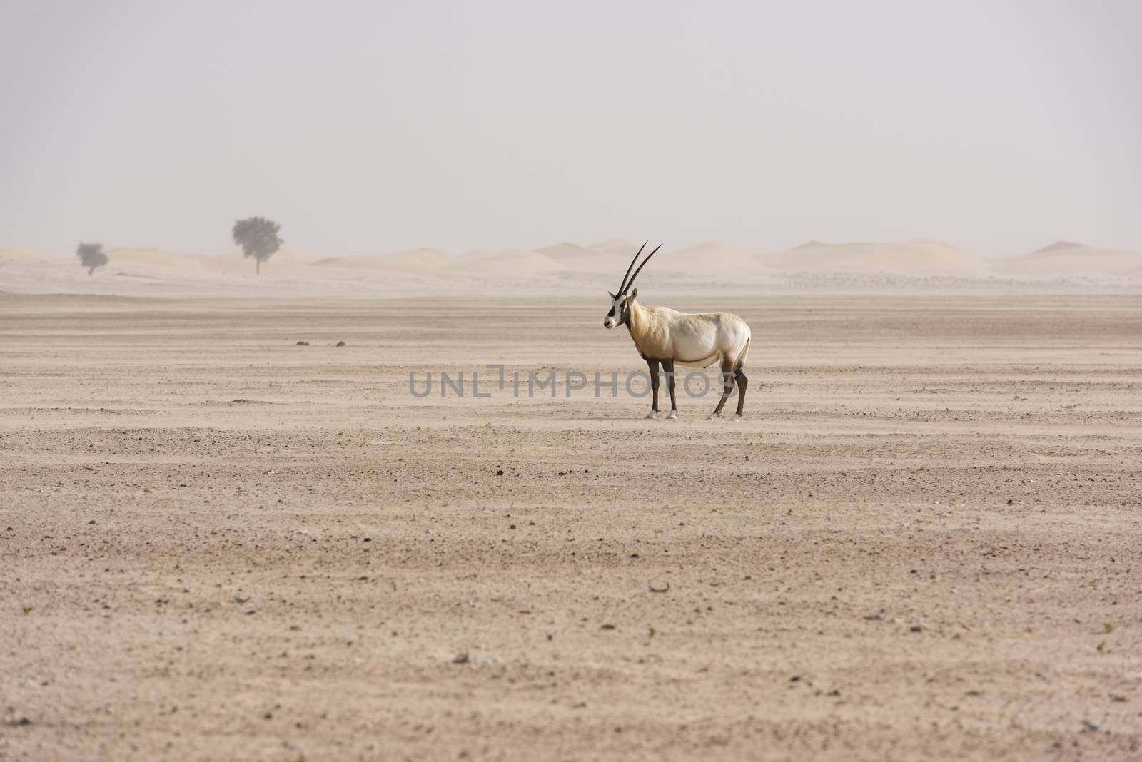 An Arabian oryx in Dubai Desert, United Arab Emirates by GABIS