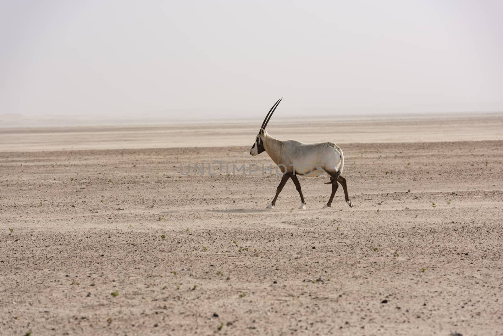 An Arabian oryx in Dubai Desert, United Arab Emirates by GABIS