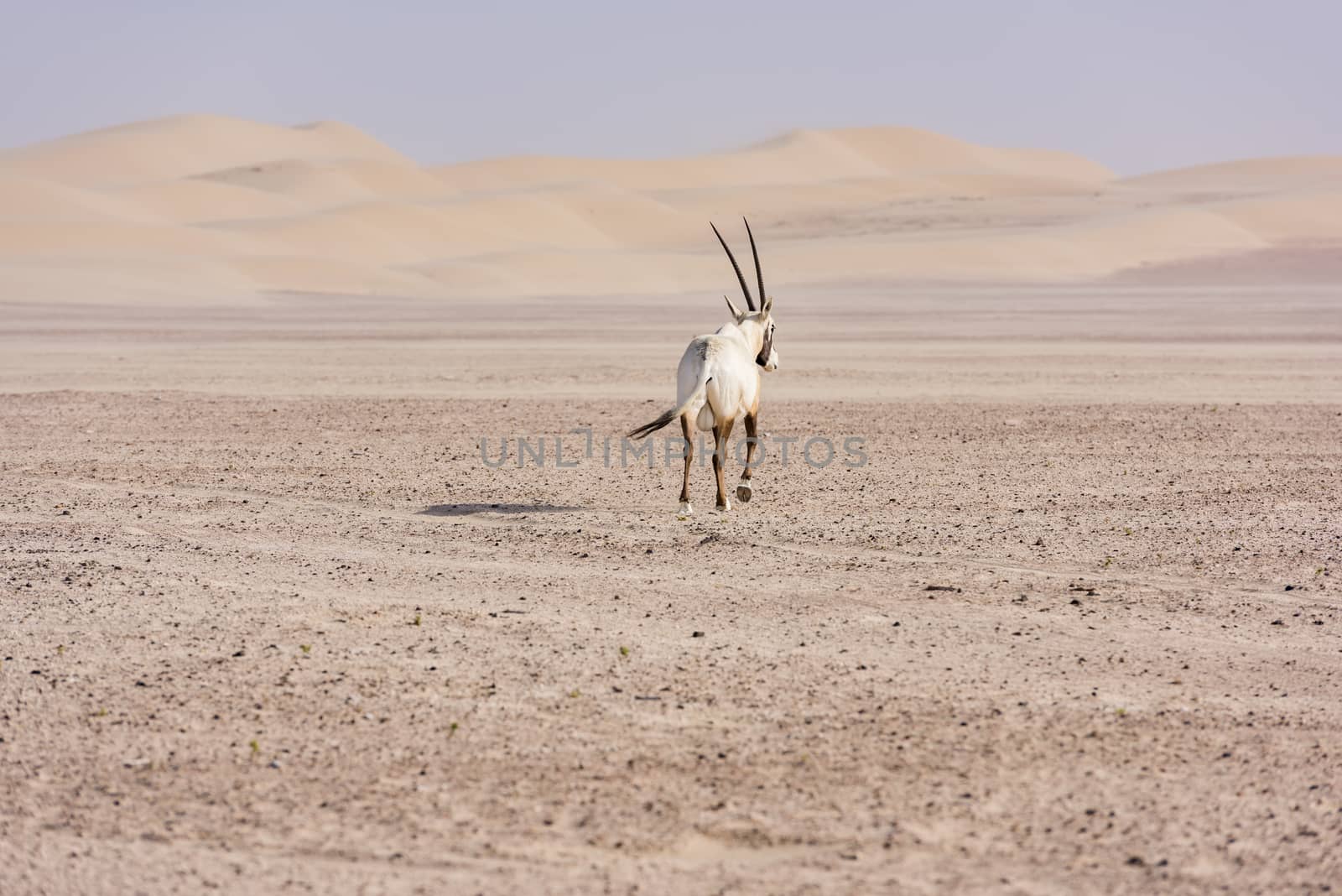 An Arabian oryx in Dubai Desert, United Arab Emirates by GABIS