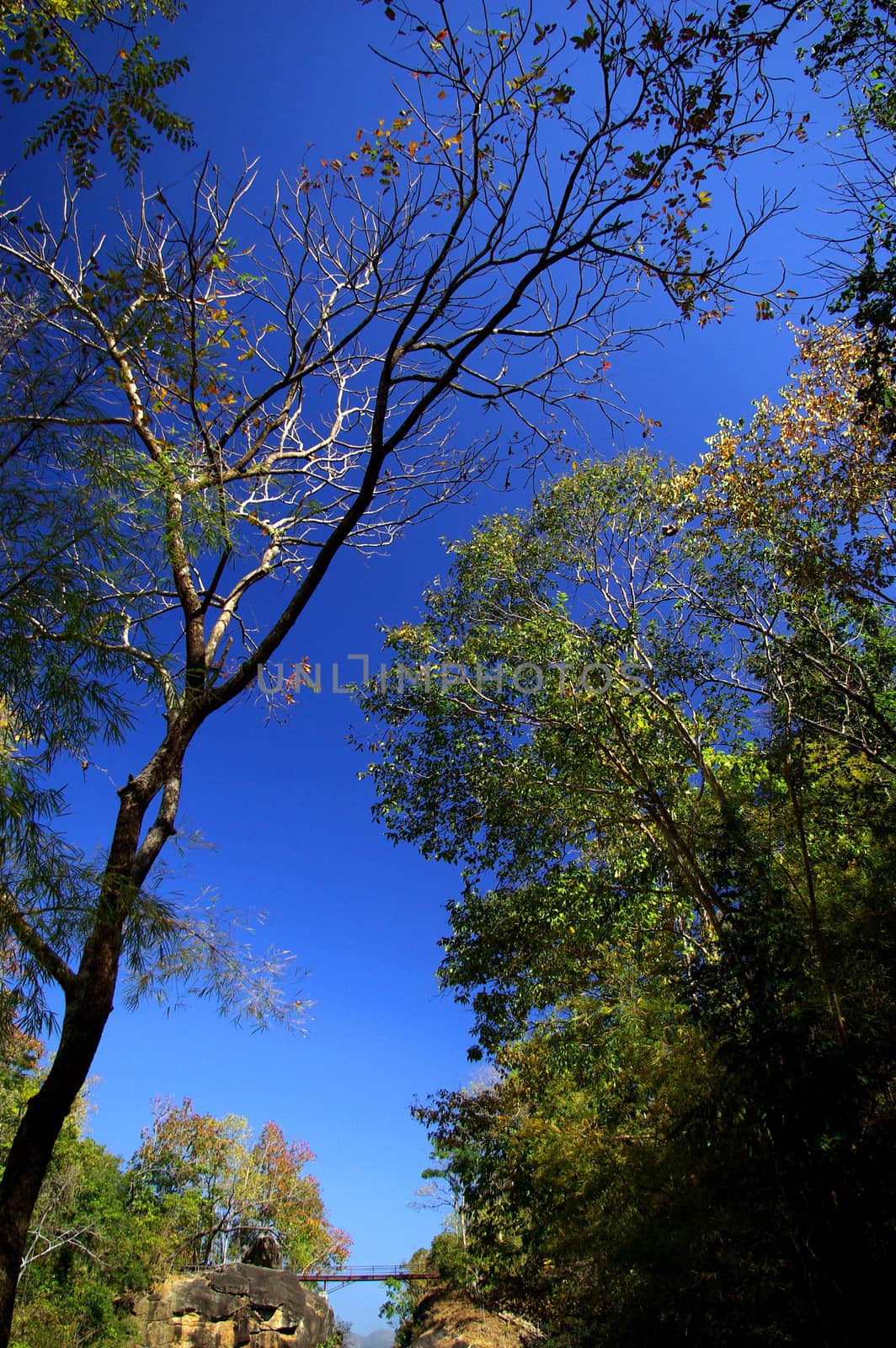 Ob Luang forest by Satakorn