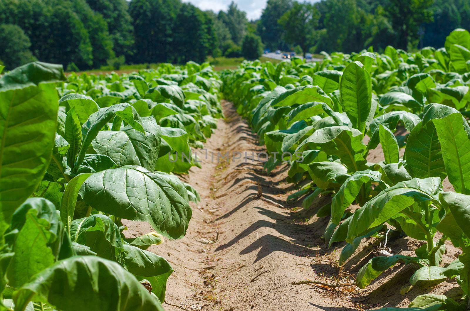 Lines of green tobacco plants on a field. by KajaNi