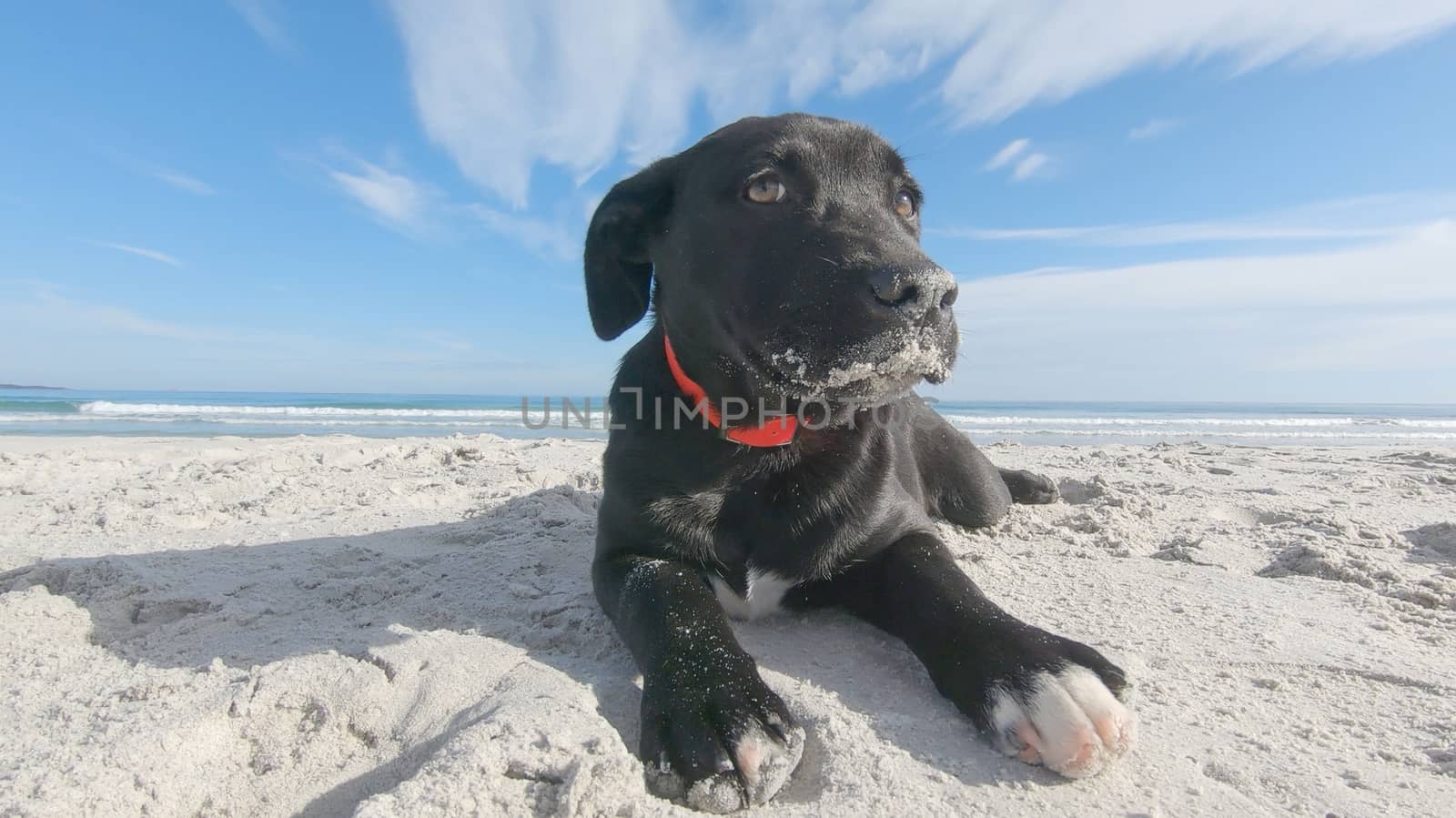 Close-up of a black puppy dog ​​with the snout dirty of sand, low ears and the guilty look abandoned on a white beach in search of family and master