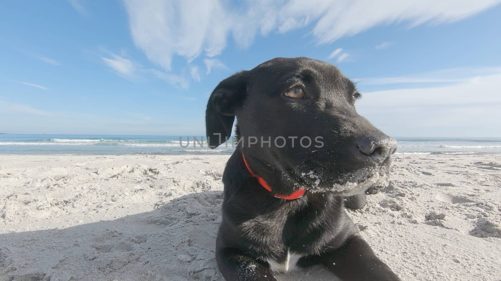 Close up of a sad black puppy dog with low ears abandoned on a white beach looking around for its family and master