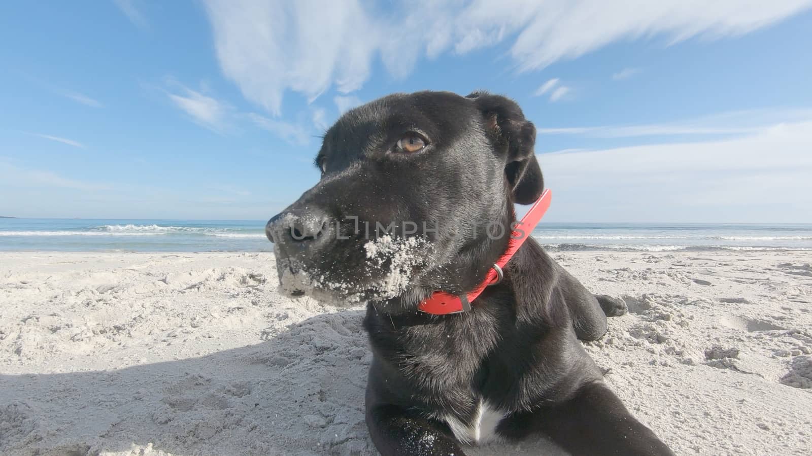 Close up of a sad black puppy dog with low ears abandoned on a white beach looking around for its family and master