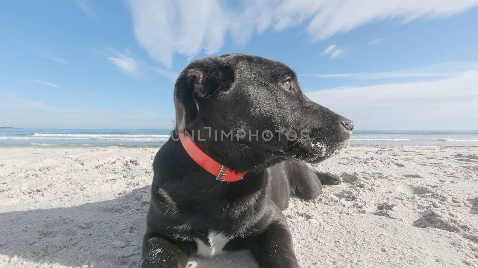 Close up of a sad black puppy dog with low ears abandoned on a white beach looking around for its family and master by robbyfontanesi