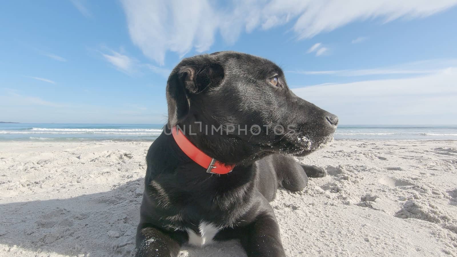 Close up of a sad black puppy dog with low ears abandoned on a white beach looking around for its family and master