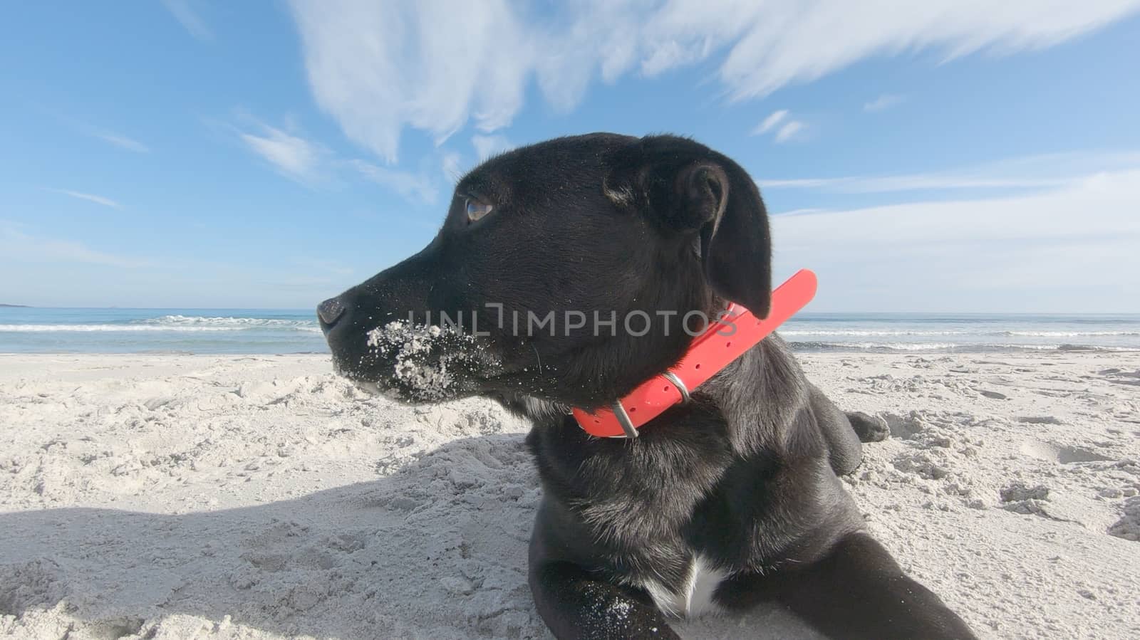 Close up of a sad black puppy dog with low ears abandoned on a white beach looking around for its family and master by robbyfontanesi