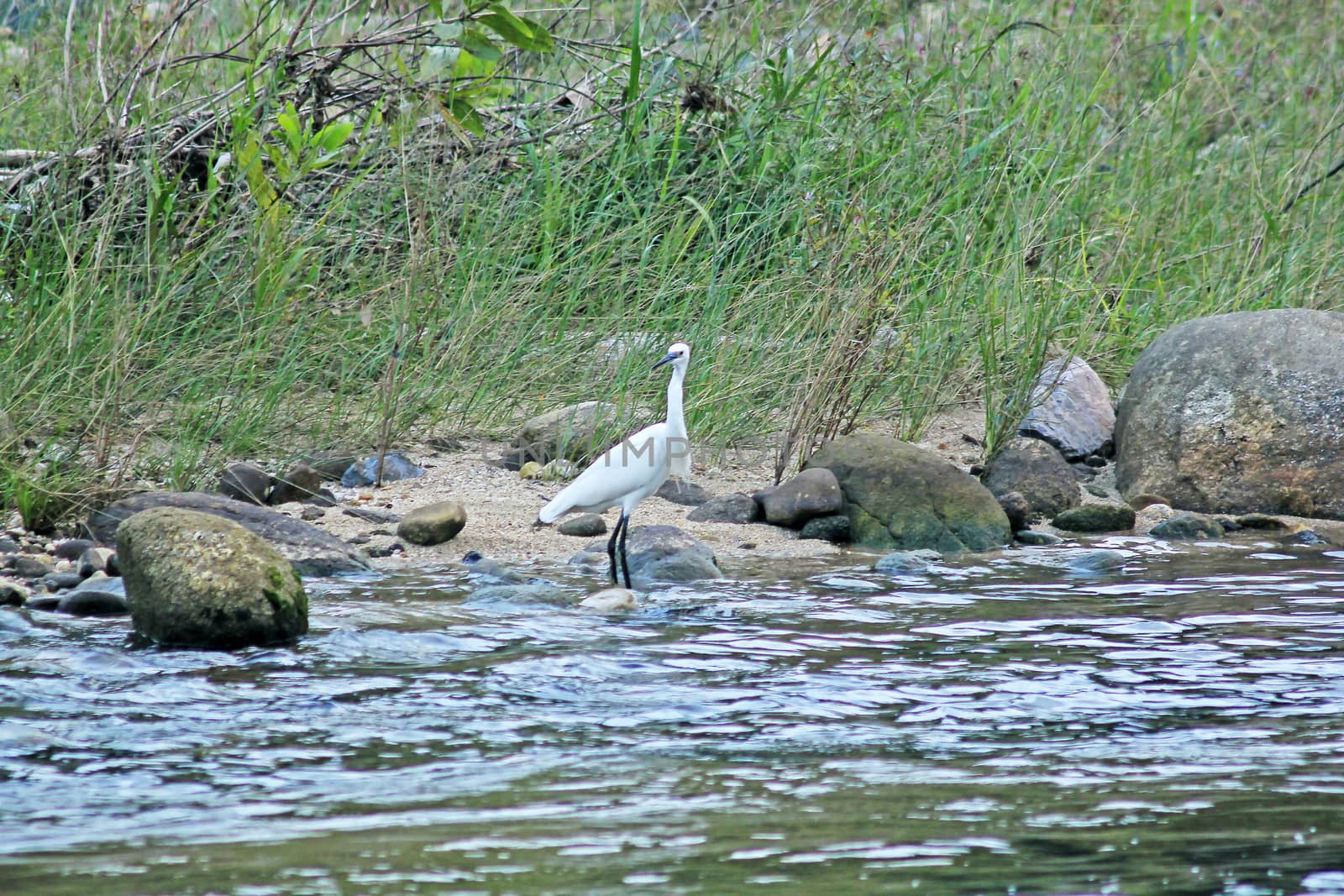 A white egret walking foraging along the rocks in the water
