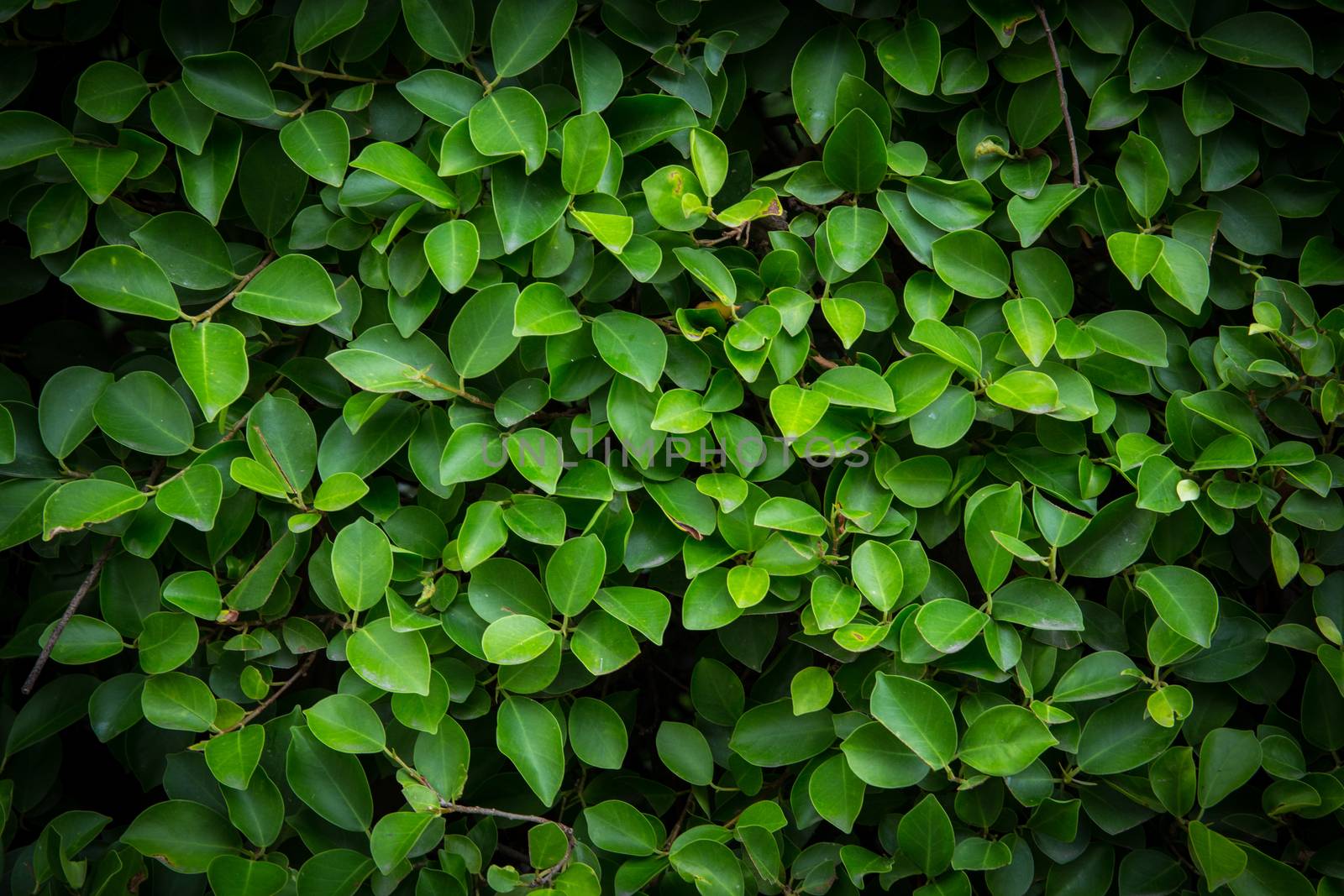 Background Pattern - Green Leaves Wall or Green Bush Background.