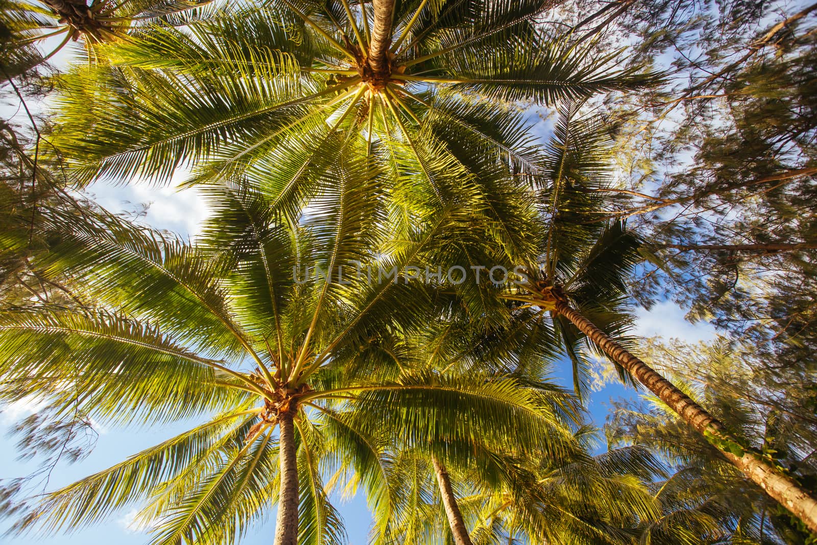 Palm Cove Beachfront Queensland Australia by FiledIMAGE