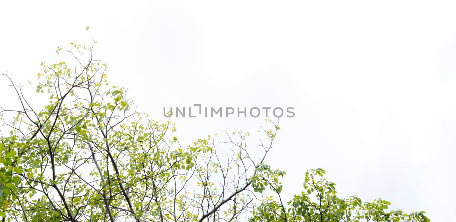 green leaves and branches isolated on white background for environment nature concept for design and decoration.