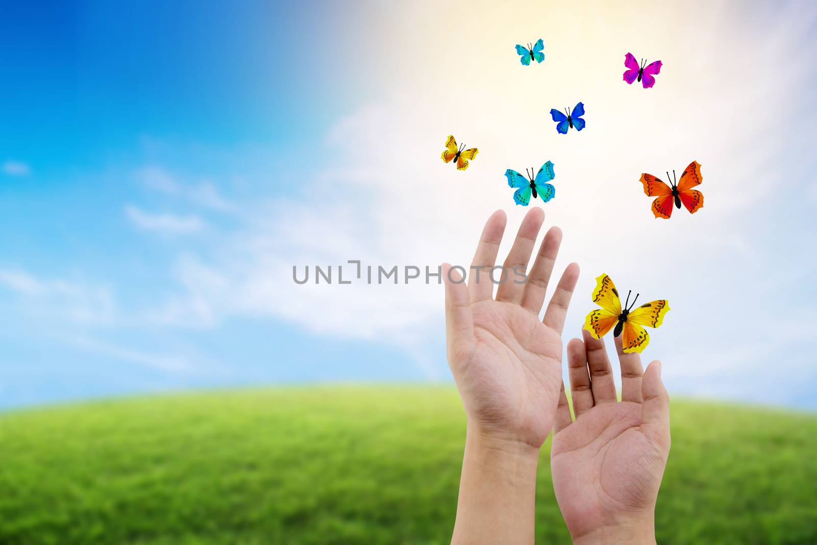 butterfly flying outdoors on a beautiful nature with freedom env by nnudoo