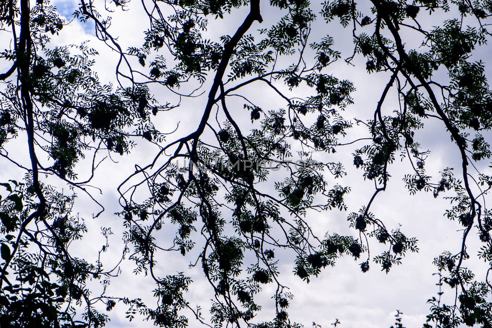 leaves and branches with a cloudy sky in background by paddythegolfer