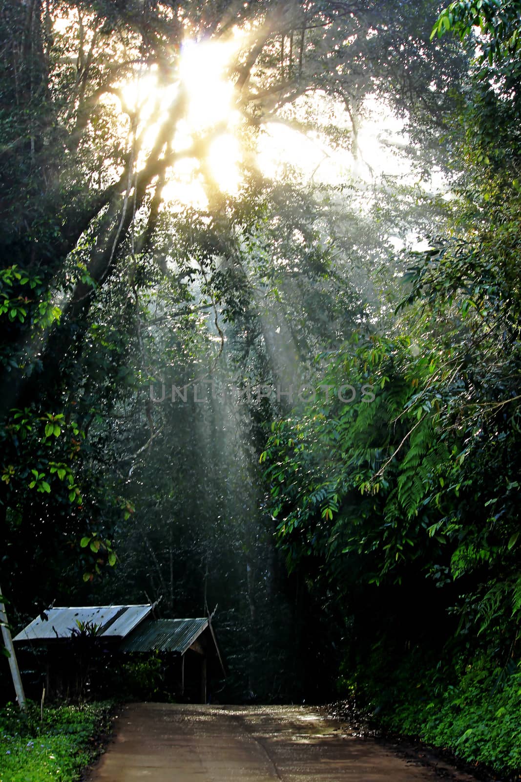 Sunlight shining through the trees