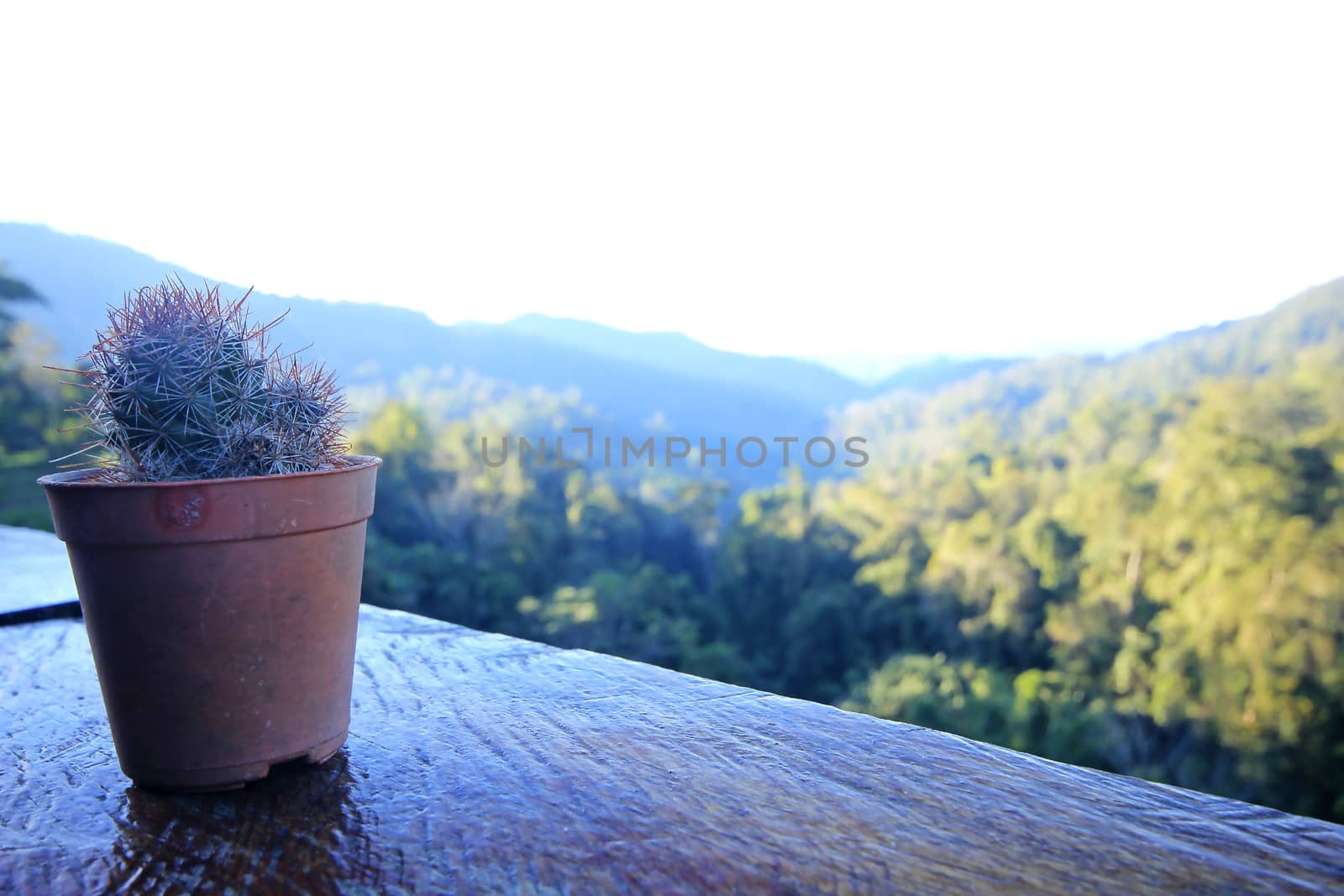 Cactus in pots placed on a wooden balcony