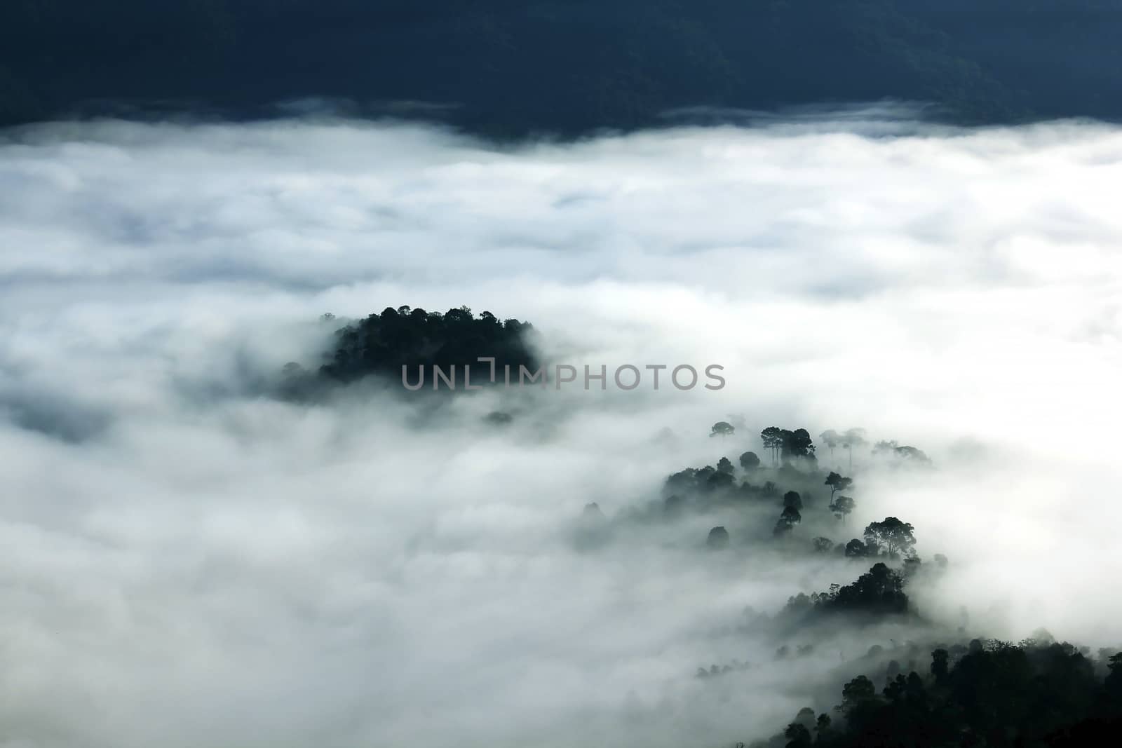 The fog covered the dense forest below, with abundant trees.