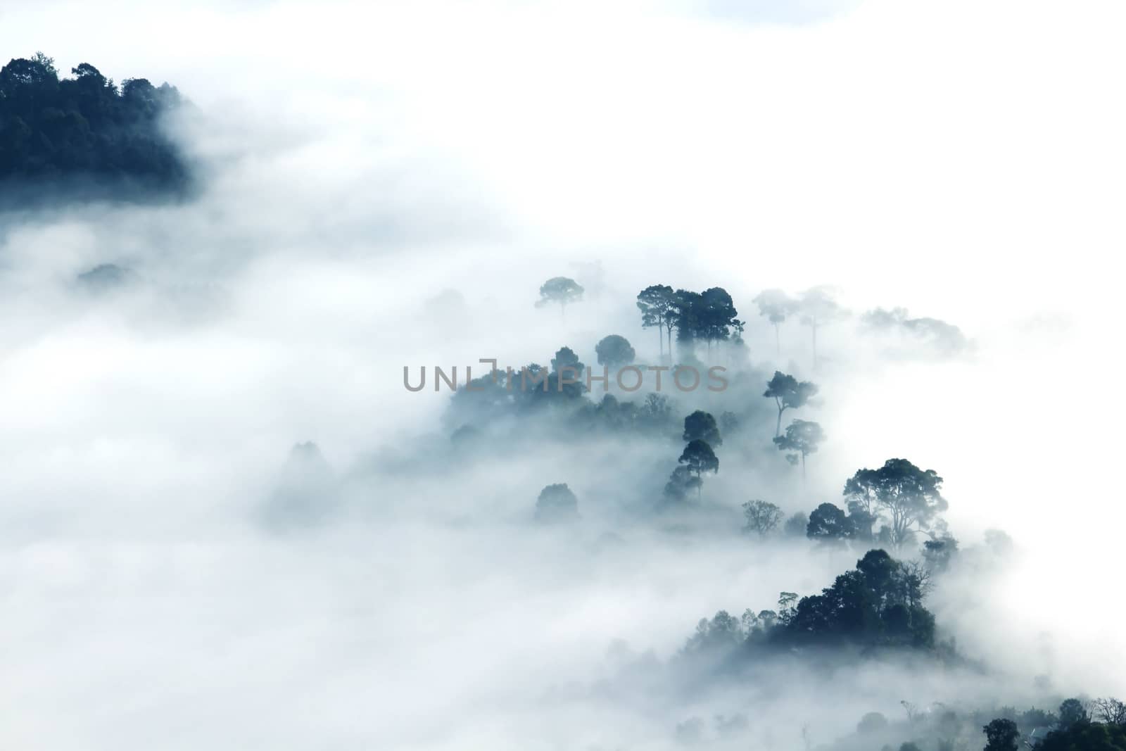 The fog covered the dense forest below, with abundant trees.