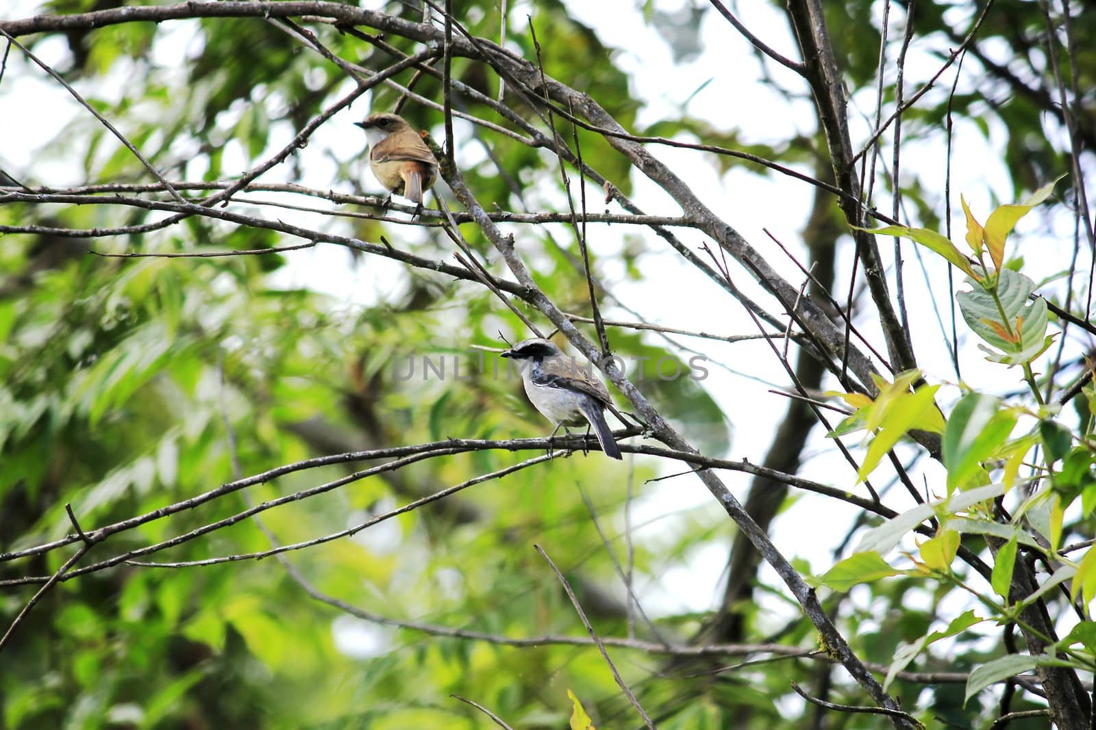 Two small birds on a branch in the woods
